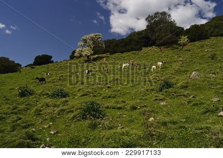 Sheep In The Countryside Of Baccu Cascitta