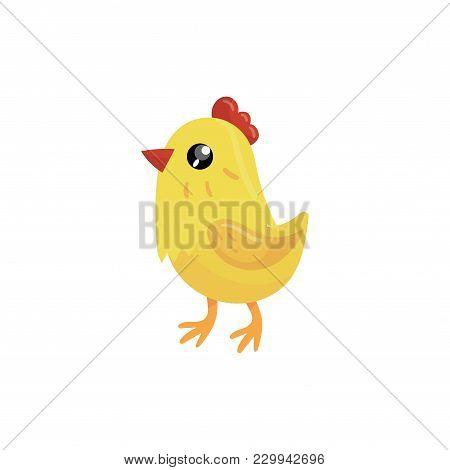 Little Yellow Chicken With Red Beak And Scallop. Cartoon Character Of Farm Bird. Domestic Animal. Co