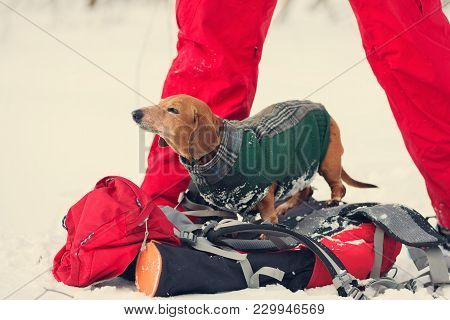 Funny Small Dog, Dressed In A Coat, Relaxes On A Hiker's Backpack