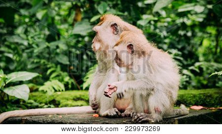 Mother And Kid Long-tailed Macaque With Young Ones On Forage. Macaca Fascicularis, In Sacred Monkey 