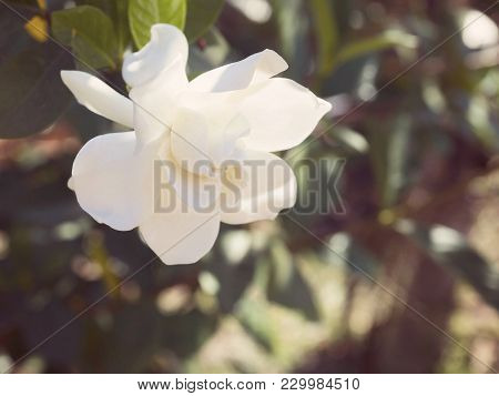 Gardenia Jasminoides Flower As Known As Cape Jasmine Flower Blown By The Wind In The Morning Sunligh