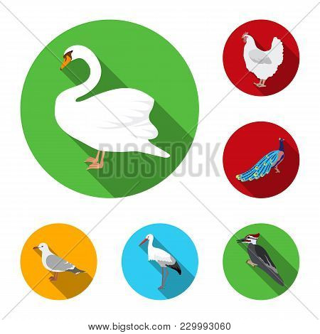 Types Of Birds Flat Icons In Set Collection For Design. Home And Wild Bird Vector Symbol Stock  Illu