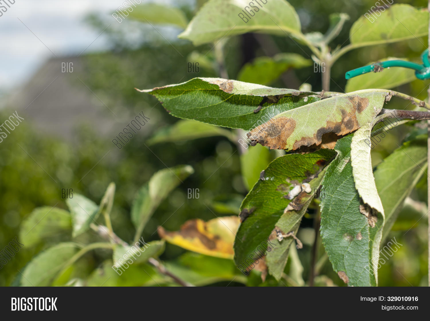Scab On Leaves Fruits Image Photo Free Trial Bigstock