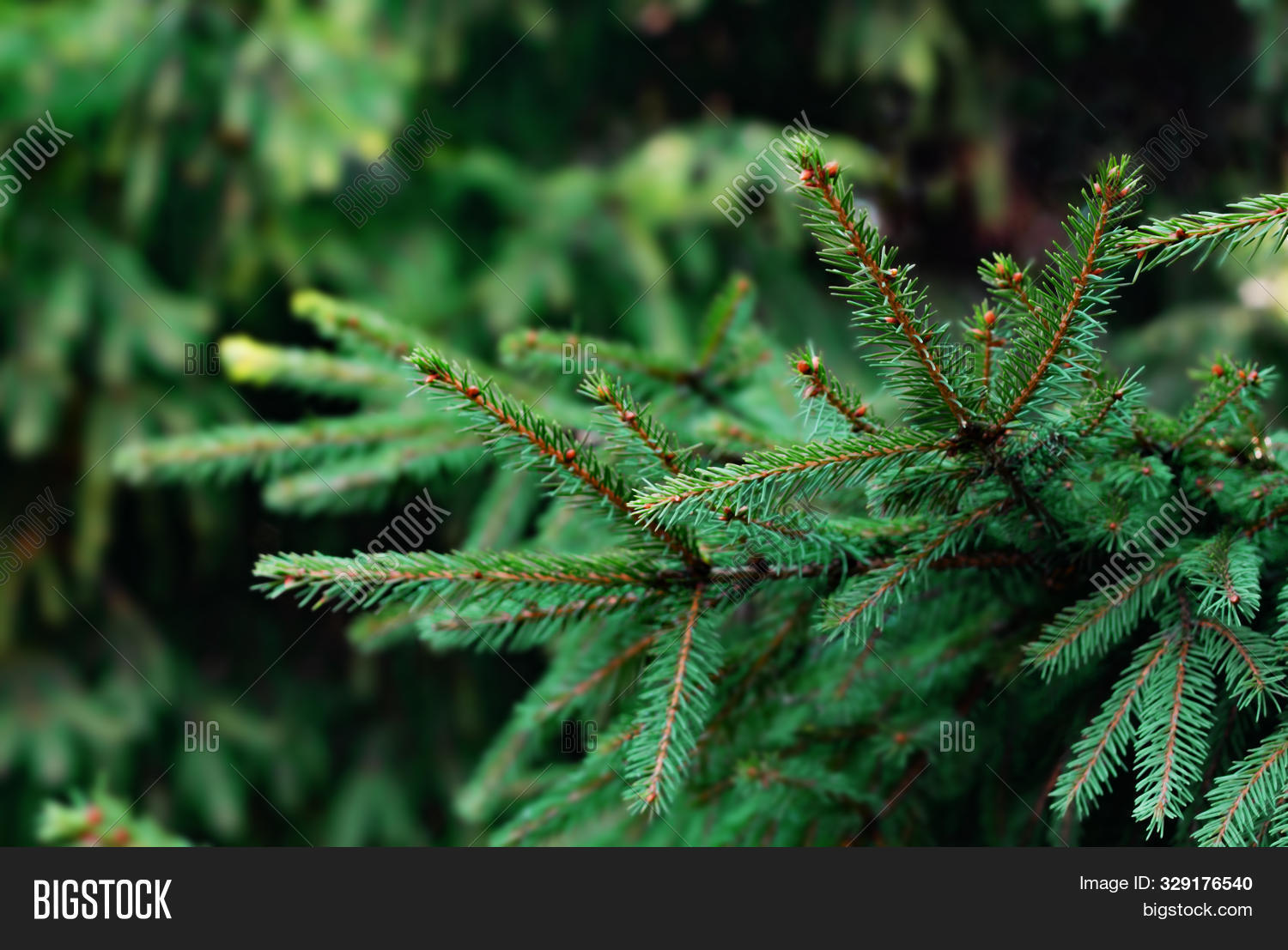 Christmas Tree Branch Wallpaper