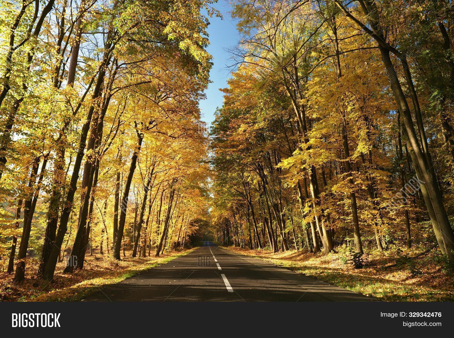 Path Autumn Forest Sun Image Photo Free Trial Bigstock