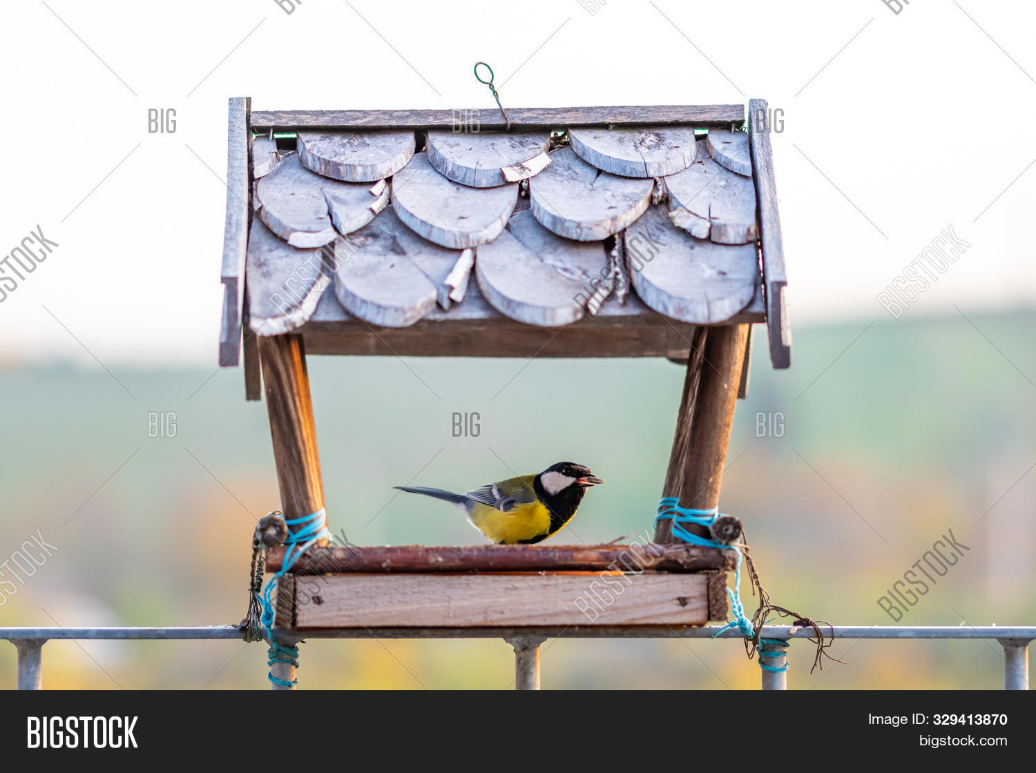 Hungry Titmouse Bird Image Photo Free Trial Bigstock