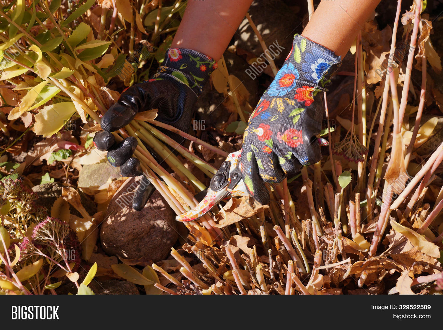 Очиток нужно обрезать на зиму осенью. Очиток эверса. Очиток видный черенкование. Очиток нужно обрезать на зиму осенью. Седум видный матрона.