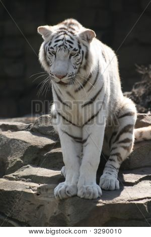 Tigre di riposo