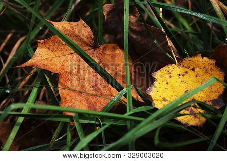 Maple And Aspen Yeallow Leaves Hiding In Green Grass