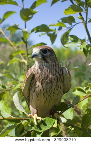 Young Kestrel Falcon (falco Tinnunculus) Closeup Sits On A Tree Branch