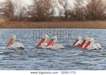 Dalmatiske pelikaner (pelecanus Crispus)