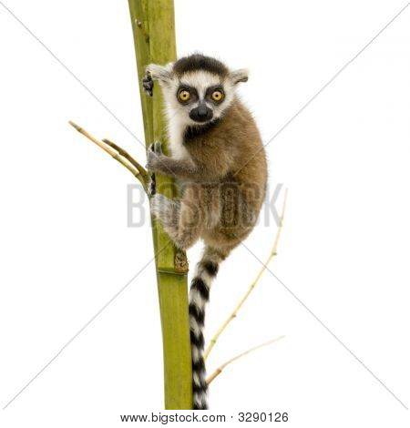 Lemur Kata (6 týdnů) - Kata