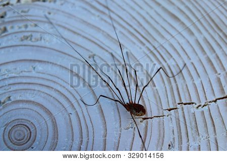 The Picture Shows A Harvestman In The Nature.