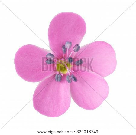 Soapwort Flower Head Isolated On White Background