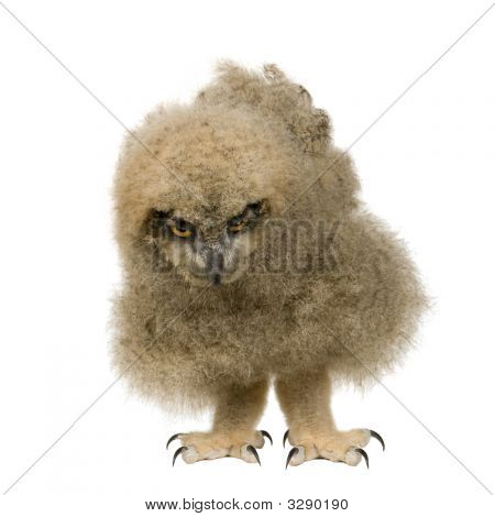 Puchacz - Bubo Bubo (6 tygodni)