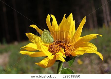 The Picture Shows A Brimstone Butterfly On A Sun Flower