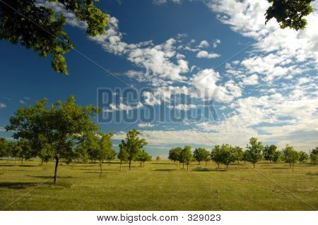 Farm Field (4)
