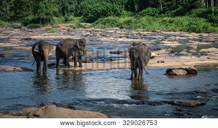Pinnawala/ Sri Lanka: August 03- 2019: Asian Elephants Walking  In A River Near The Village Of Pinna