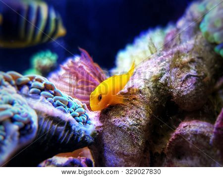 Yellow Clown Goby Fish - Gobiodon Okinawae