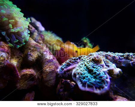 Yellow Clown Goby Fish - Gobiodon Okinawae