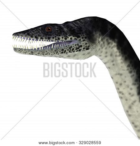 Plesiosaurus Reptile Head 3d Illustration - Plesiosaurus Was A Carnivorous Marine Reptile That Lived
