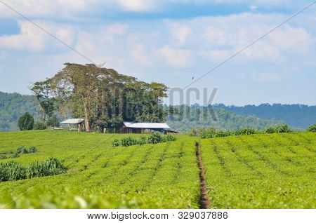 A Dirt Path Leads Between Rows Of Tea Plants On A Plantation Waiting For Harvest In Kibale, Uganda, 
