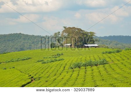 Rows Of Green Tea Plants In A Field In Kibale, Uganda, Africa; Landscape