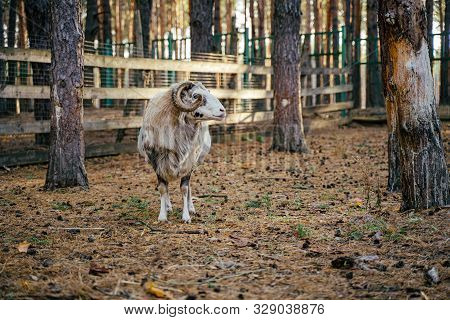 Group Of Mouflons, Ovis Gmelini Or Ovis Orientalis Walks Through A Mountains