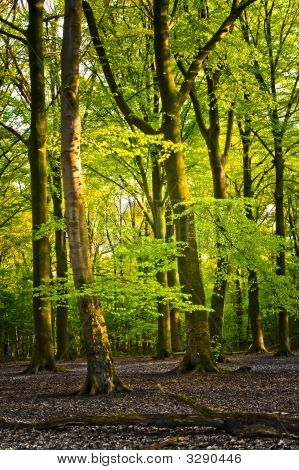 Forêt