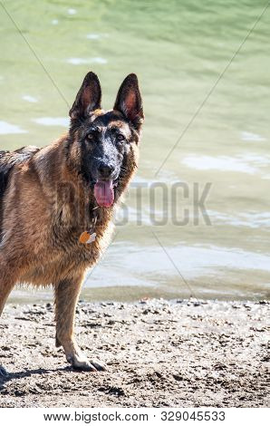 Alert Wet German Shepherd Dog Fun At Dog Swim At Howarth Park. Portrait On Lake In Mud
