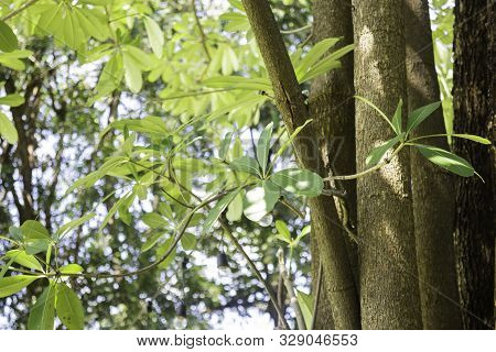 Beautiful Green Tree Leaves In Summer Garden, Stock Photo