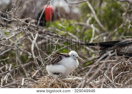 Frigatebird on Galapagos islands. Juvenile Magnificent Frigate-bird chick in birds nest, North Seymour Island, Galapagos Islands. Male frigate bird with inflated red neck gular pouch in background