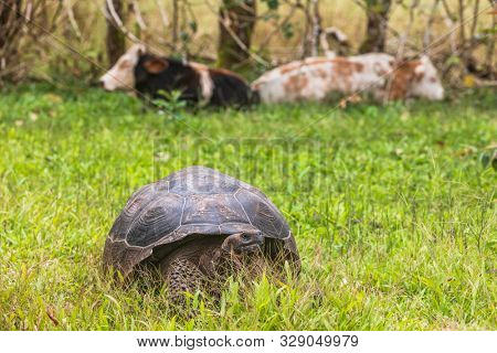 Galapagos Giant Tortoise and cows on farm on Santa Cruz Island in Galapagos Islands. Amazing animals, nature and wildlife video from Galapagos highlands.