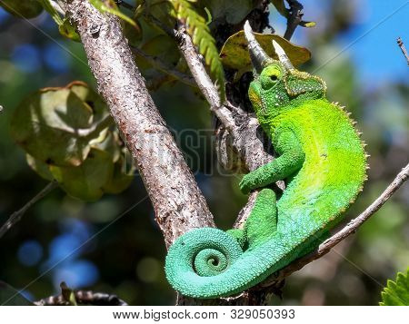 Wide Upright Clip Of A Jacksons Chameleon In Hawaii