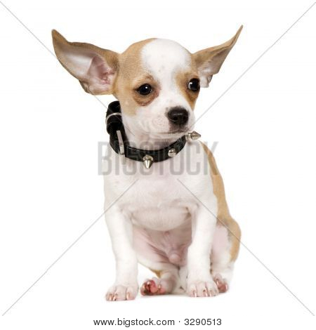 Chihuahua (3 měsíce)