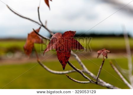 Autumn Grape Vine Leaf With The Background Blurred Out On A Cloudy Day In Mendoza, Argentina.