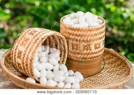 White Silk Cocoon In Kratib Glutinous Rice On Nature Background