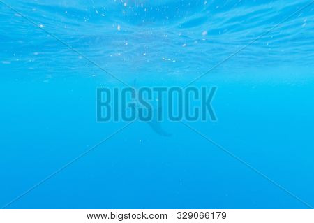 Manta Ray In The Blue Water Of The Ocean