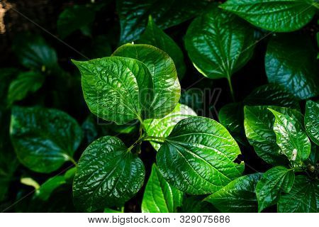 Wild Betel Leafbush Or Piper Sarmentosum Roxb, Thai Called Chaplo.