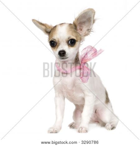 Chihuahua (18 týdnů)