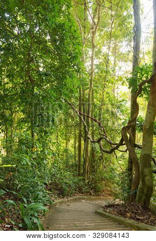 Lush Rainforest, Danum Valley In Forest, Phuket, Thailand