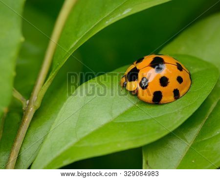 Ladybug Yellow On A Green Leaf Background, Variable Ladybird Beetles - Coelophora Inaequalis
