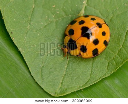 Ladybug Yellow On A Green Leaf Background, Variable Ladybird Beetles - Coelophora Inaequalis