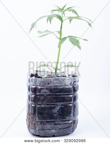Young Medicinal Marijuana Plant In A Pot With Earthen Soil  And Green Leaves On White Background,ind
