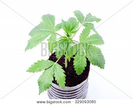 Young Medicinal Marijuana Plant In A Pot With Earthen Soil  And Green Leaves On White Background,ind