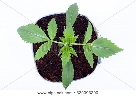 Young Medicinal Marijuana Plant In A Pot With Earthen Soil  And Green Leaves On White Background,ind