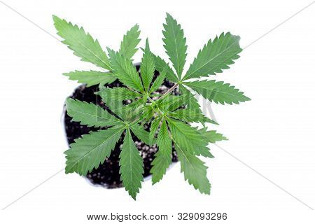 Young Medicinal Marijuana Plant In A Pot With Earthen Soil  And Green Leaves On White Background,ind