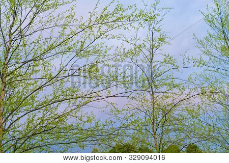 New Lime Green Spring Leaves Of Silver Birch Trees With Blue Sky And Pink Clouds