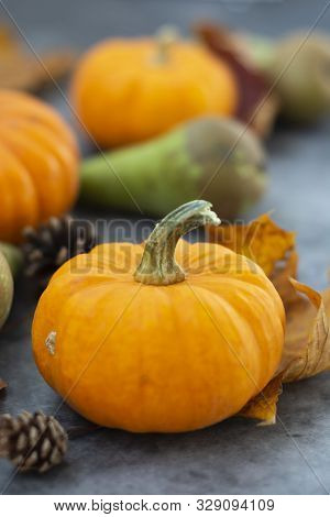 Autumn Background With Pumpkins On Dark Board. Halloween, Thanksgiving Orange Little Pumpkins.