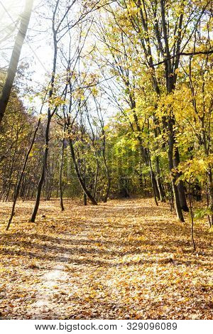 Autumn Landscape. Walkway In The Deciduous  Forest On An Autumn Sunny Day. Lysa Hora, Kiev, Ukraine,